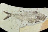 Bargain, Fossil Fish (Diplomystus) - Wyoming #108679-1